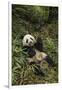 China, Chengdu Panda Base. Young Giant Panda Eating-Jaynes Gallery-Framed Premium Photographic Print