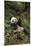 China, Chengdu Panda Base. Young Giant Panda Eating-Jaynes Gallery-Mounted Premium Photographic Print