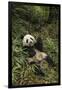 China, Chengdu Panda Base. Young Giant Panda Eating-Jaynes Gallery-Framed Premium Photographic Print