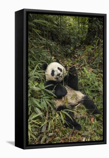 China, Chengdu Panda Base. Young Giant Panda Eating-Jaynes Gallery-Framed Stretched Canvas