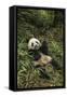 China, Chengdu Panda Base. Young Giant Panda Eating-Jaynes Gallery-Framed Stretched Canvas