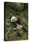 China, Chengdu Panda Base. Young Giant Panda Eating-Jaynes Gallery-Stretched Canvas