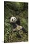China, Chengdu Panda Base. Young Giant Panda Eating-Jaynes Gallery-Stretched Canvas