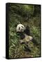 China, Chengdu Panda Base. Young Giant Panda Eating-Jaynes Gallery-Framed Stretched Canvas