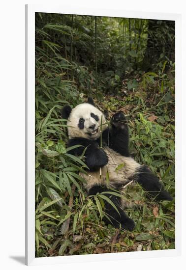 China, Chengdu Panda Base. Young Giant Panda Eating-Jaynes Gallery-Framed Photographic Print