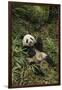 China, Chengdu Panda Base. Young Giant Panda Eating-Jaynes Gallery-Framed Photographic Print