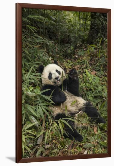 China, Chengdu Panda Base. Young Giant Panda Eating-Jaynes Gallery-Framed Photographic Print