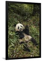 China, Chengdu Panda Base. Young Giant Panda Eating-Jaynes Gallery-Framed Photographic Print