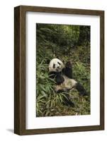 China, Chengdu Panda Base. Young Giant Panda Eating-Jaynes Gallery-Framed Photographic Print