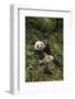 China, Chengdu Panda Base. Young Giant Panda Eating-Jaynes Gallery-Framed Photographic Print