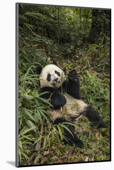 China, Chengdu Panda Base. Young Giant Panda Eating-Jaynes Gallery-Mounted Photographic Print