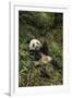 China, Chengdu Panda Base. Young Giant Panda Eating-Jaynes Gallery-Framed Photographic Print