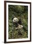 China, Chengdu Panda Base. Young Giant Panda Eating-Jaynes Gallery-Framed Photographic Print