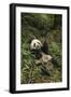 China, Chengdu Panda Base. Young Giant Panda Eating-Jaynes Gallery-Framed Photographic Print
