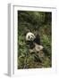 China, Chengdu Panda Base. Young Giant Panda Eating-Jaynes Gallery-Framed Photographic Print