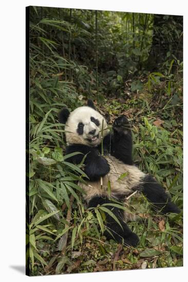 China, Chengdu Panda Base. Young Giant Panda Eating-Jaynes Gallery-Stretched Canvas