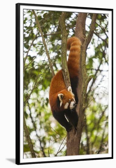 China, Chengdu, Wolong National Natural Reserve. Lesser Panda in Tree-Jaynes Gallery-Framed Premium Photographic Print