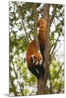 China, Chengdu, Wolong National Natural Reserve. Lesser Panda in Tree-Jaynes Gallery-Mounted Premium Photographic Print