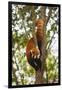 China, Chengdu, Wolong National Natural Reserve. Lesser Panda in Tree-Jaynes Gallery-Framed Premium Photographic Print