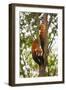 China, Chengdu, Wolong National Natural Reserve. Lesser Panda in Tree-Jaynes Gallery-Framed Premium Photographic Print