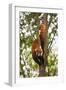 China, Chengdu, Wolong National Natural Reserve. Lesser Panda in Tree-Jaynes Gallery-Framed Premium Photographic Print