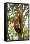 China, Chengdu, Wolong National Natural Reserve. Lesser Panda in Tree-Jaynes Gallery-Framed Stretched Canvas