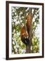 China, Chengdu, Wolong National Natural Reserve. Lesser Panda in Tree-Jaynes Gallery-Framed Premium Photographic Print