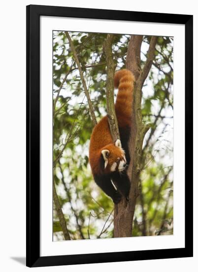 China, Chengdu, Wolong National Natural Reserve. Lesser Panda in Tree-Jaynes Gallery-Framed Premium Photographic Print