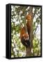 China, Chengdu, Wolong National Natural Reserve. Lesser Panda in Tree-Jaynes Gallery-Framed Stretched Canvas