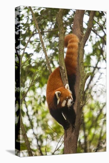 China, Chengdu, Wolong National Natural Reserve. Lesser Panda in Tree-Jaynes Gallery-Stretched Canvas