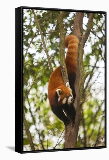 China, Chengdu, Wolong National Natural Reserve. Lesser Panda in Tree-Jaynes Gallery-Framed Stretched Canvas