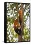 China, Chengdu, Wolong National Natural Reserve. Lesser Panda in Tree-Jaynes Gallery-Framed Stretched Canvas