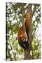 China, Chengdu, Wolong National Natural Reserve. Lesser Panda in Tree-Jaynes Gallery-Stretched Canvas