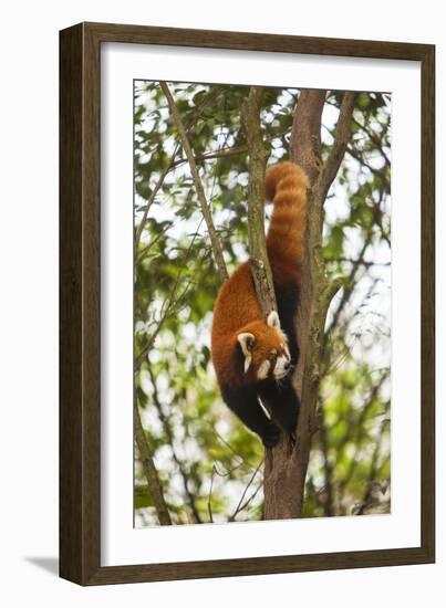 China, Chengdu, Wolong National Natural Reserve. Lesser Panda in Tree-Jaynes Gallery-Framed Photographic Print