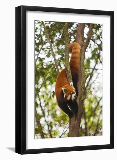 China, Chengdu, Wolong National Natural Reserve. Lesser Panda in Tree-Jaynes Gallery-Framed Photographic Print