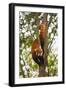 China, Chengdu, Wolong National Natural Reserve. Lesser Panda in Tree-Jaynes Gallery-Framed Photographic Print