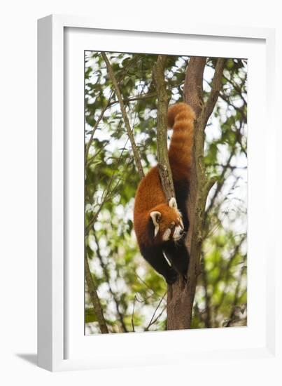 China, Chengdu, Wolong National Natural Reserve. Lesser Panda in Tree-Jaynes Gallery-Framed Photographic Print