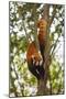 China, Chengdu, Wolong National Natural Reserve. Lesser Panda in Tree-Jaynes Gallery-Mounted Photographic Print