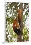 China, Chengdu, Wolong National Natural Reserve. Lesser Panda in Tree-Jaynes Gallery-Framed Photographic Print