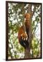 China, Chengdu, Wolong National Natural Reserve. Lesser Panda in Tree-Jaynes Gallery-Framed Photographic Print