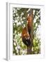 China, Chengdu, Wolong National Natural Reserve. Lesser Panda in Tree-Jaynes Gallery-Framed Photographic Print