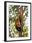 China, Chengdu, Wolong National Natural Reserve. Lesser Panda in Tree-Jaynes Gallery-Framed Photographic Print