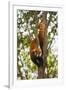 China, Chengdu, Wolong National Natural Reserve. Lesser Panda in Tree-Jaynes Gallery-Framed Photographic Print