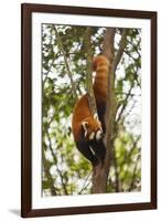 China, Chengdu, Wolong National Natural Reserve. Lesser Panda in Tree-Jaynes Gallery-Framed Photographic Print