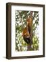 China, Chengdu, Wolong National Natural Reserve. Lesser Panda in Tree-Jaynes Gallery-Framed Photographic Print