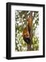 China, Chengdu, Wolong National Natural Reserve. Lesser Panda in Tree-Jaynes Gallery-Framed Photographic Print