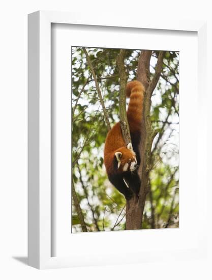 China, Chengdu, Wolong National Natural Reserve. Lesser Panda in Tree-Jaynes Gallery-Framed Photographic Print