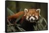 China, Chengdu, Wolong National Natural Reserve. Red or Lesser Panda Eating-Jaynes Gallery-Framed Stretched Canvas