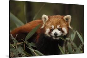 China, Chengdu, Wolong National Natural Reserve. Red or Lesser Panda Eating-Jaynes Gallery-Stretched Canvas