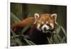 China, Chengdu, Wolong National Natural Reserve. Red or Lesser Panda Eating-Jaynes Gallery-Framed Premium Photographic Print